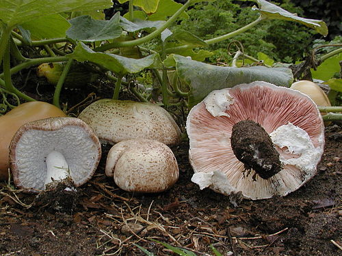 Agaricus subrufescens